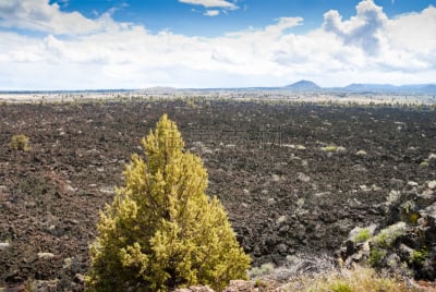 熔岩,一只动物,摩多克高原,火山岩,加利福尼亚,美国西部,自然美,著名景点,自然荒野区,户外