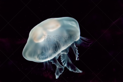 白色,水母,自然,水,查塔努加,野生动物,美国,水平画幅,无人,水下