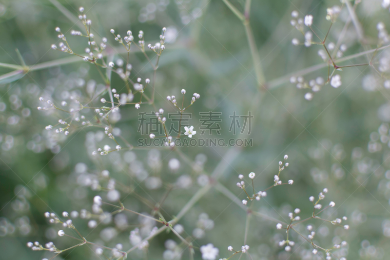 水香花菜,背景,柔和,白色,大量物体,深情的,运动模糊,拉脱维亚,清新,环境