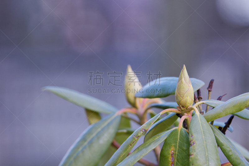 花蕾,杜鹃花属,杜鹃花,美,水平画幅,栀子,五月,动物身体部位,户外,明亮