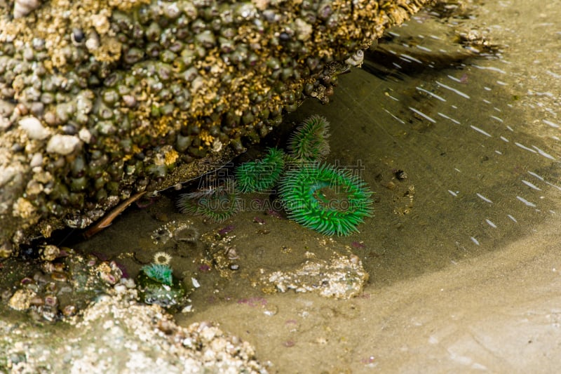 奥林匹克山,海洋生命,美国西北太平洋地区,野生动物,海星,潮水坑,鲁比海滩,礁石,夏天,户外