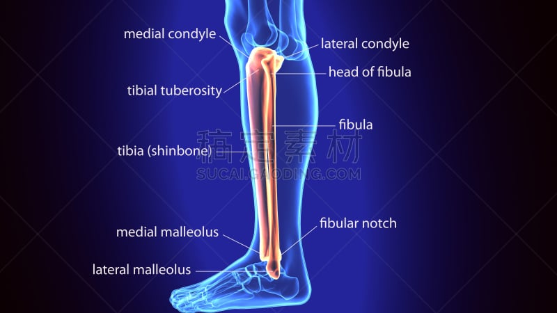 人类骨架,腓骨,绘画插图,三维图形,胫骨,骨骼,四肢,股骨,水平画幅,无人