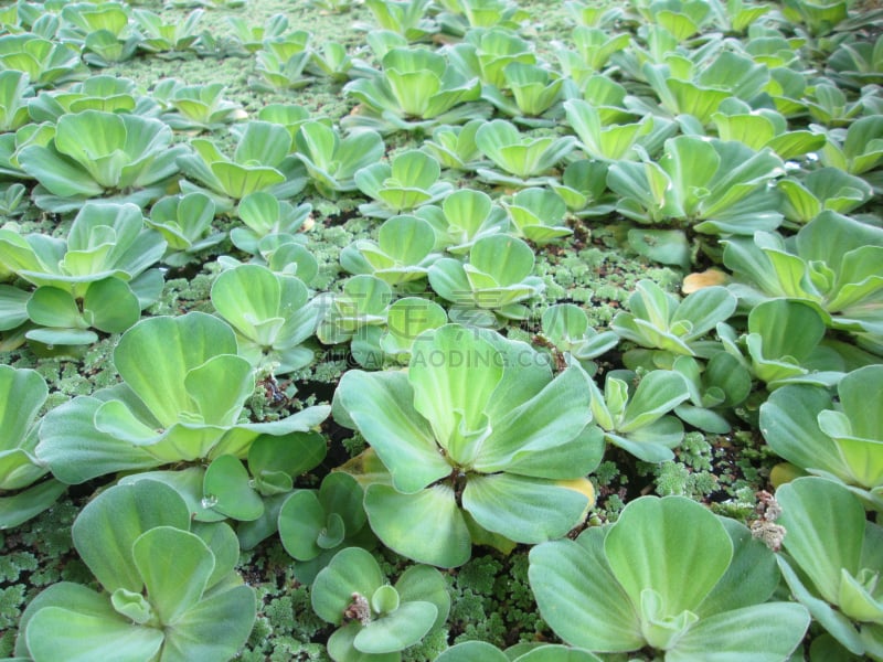 植物群,池塘,水浮莲,水生植物,水平画幅,无人,摄影