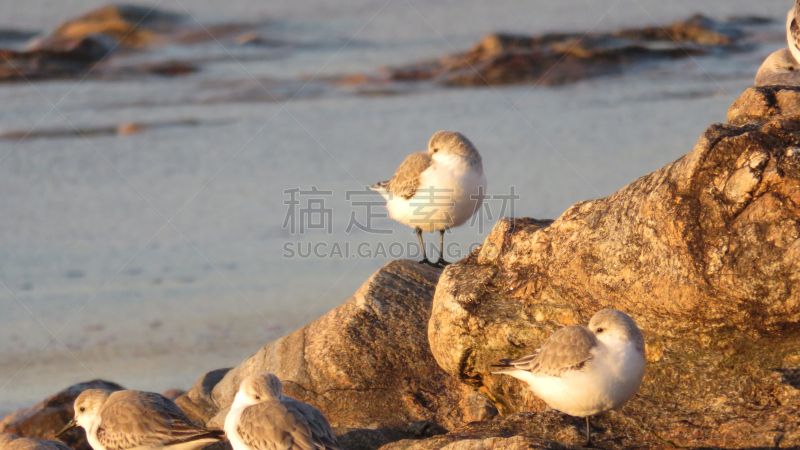 海滩,动物群,水,美,水平画幅,沙子,鸟类,葡萄牙,水禽,矶鹞