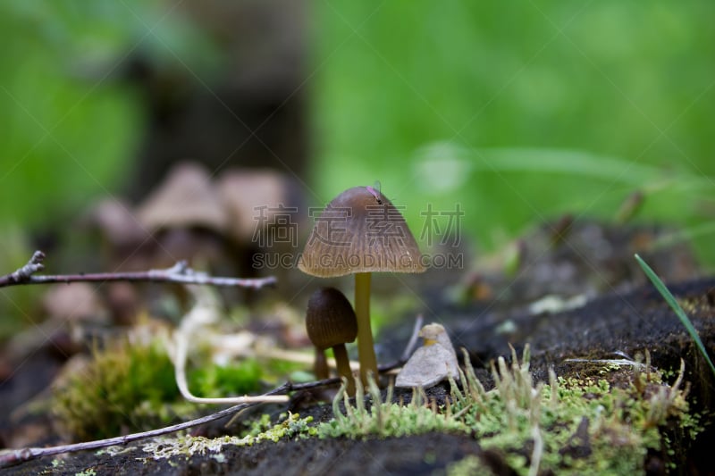 蘑菇,树桩,黑蚊,石蕊属,鸊鷉,双核亚界,毒蘑菇,地衣,水平画幅,无人