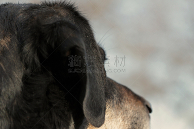 圣伯纳犬,美,领导能力,褐色,水平画幅,牧羊犬,爪子,动物身体部位,户外,友谊