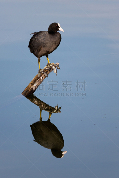 喙,白色,黑色,鸭子,自然,垂直画幅,黑鸭,野生动物,2015年,鸟类