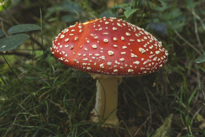 毒蝇菇,野生植物,圣诞帽,灵性,草原,水平画幅,孢子,能源,泥土