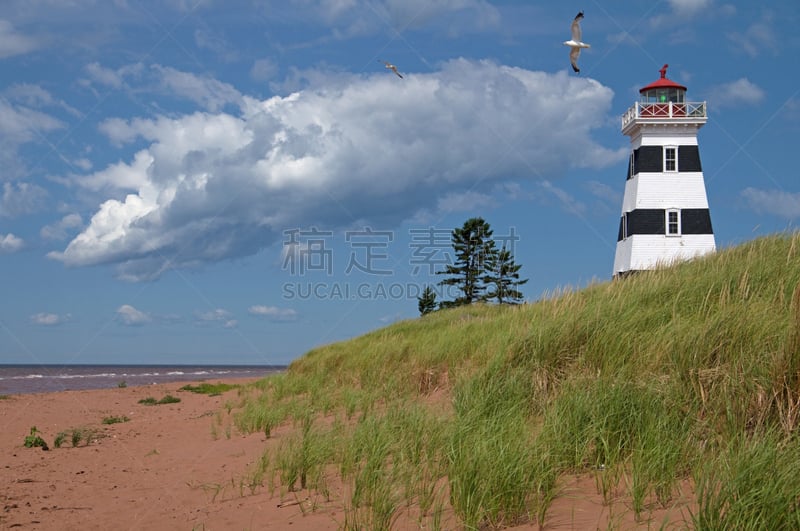 鸟类,灯塔楼,西点军校,爱德华王子岛,天空,水平画幅,沙子,无人,海岸地形,云杉