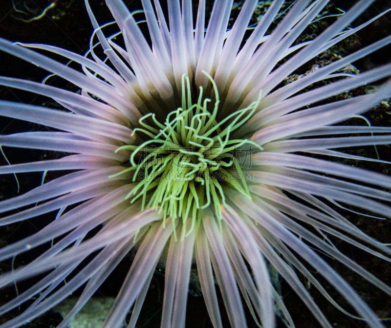 海葵,自然,水族馆,海洋生命,珊瑚色,图像,海洋,色彩鲜艳,自然美,无人