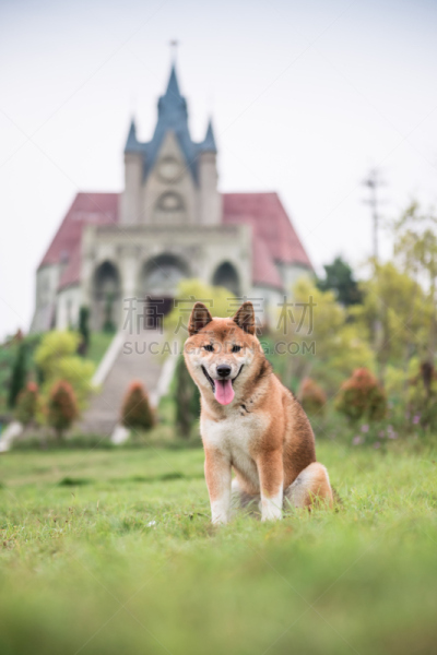 草,爱斯基摩犬,澳洲野狗,威尔士柯基犬,德国牧羊犬,郊区,野狗,自然,垂直画幅,地形