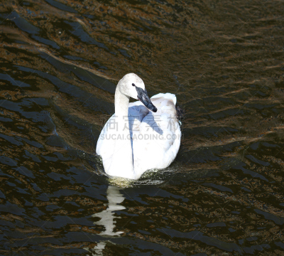 湖,trumpeter swan,水,美,水平画幅,雪,优美,鸟类,野外动物,户外