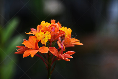 Beautiful orchid Epidendrum
