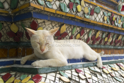 猫,水平画幅,户外,僧院,图像,泰国,睡觉,坐,放松