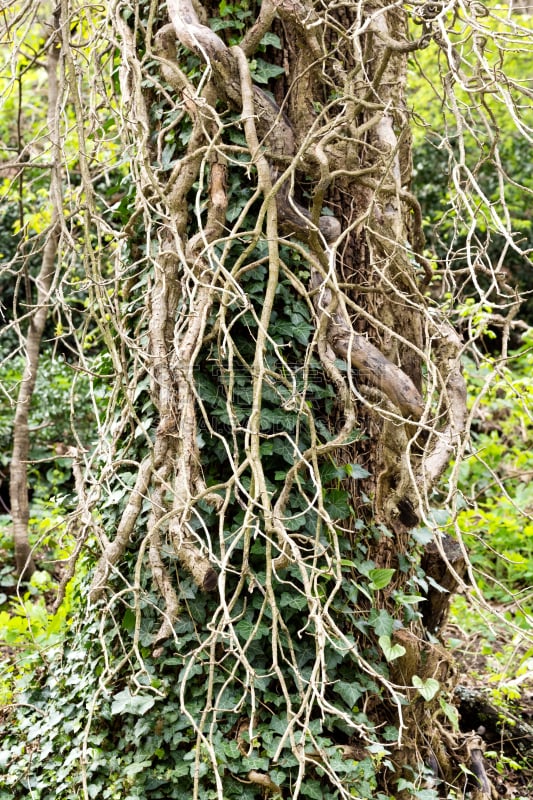 tangle of branches