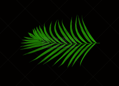 棕榈树,叶子,绿色,黑色背景,分离着色,黑珍珠,西米椰子,苏铁科植物,复叶,棕榈叶