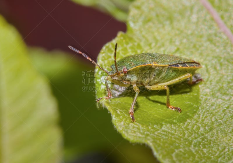 green shield bug,鹭管鱼,盾蝽,天牛,自然,无脊椎动物,水平画幅,绿色,小的,欧洲