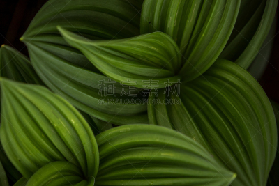 植物,自然美,绿色,green corn lily,美,水平画幅,无人,夏天,阴影,户外