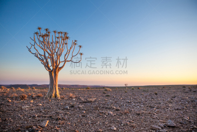 沙漠,芦荟树木,不明确的地点,都市风光,热,北开普省,岩石,夏天,户外,日出
