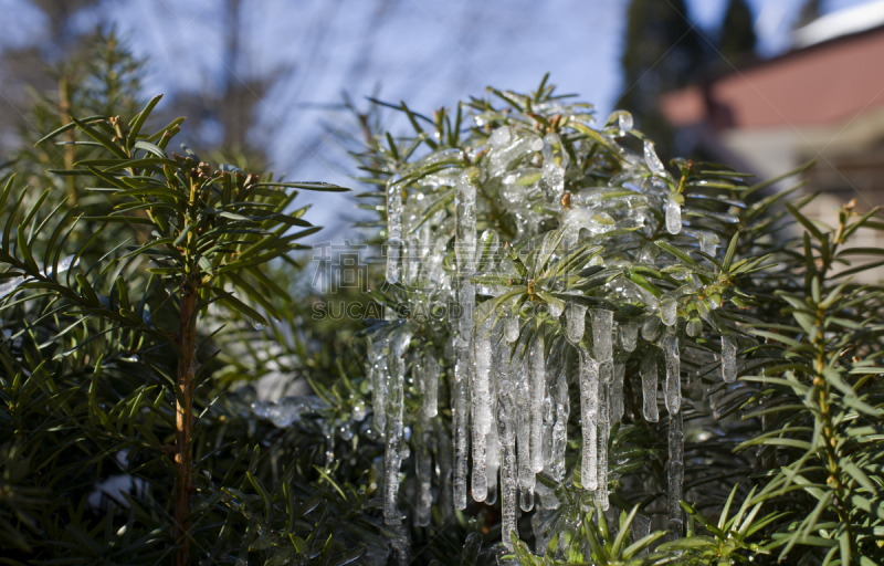 冰,松树,美,温度,水平画幅,雪,古典式,户外,草,特写