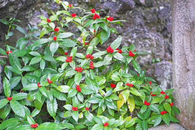 牧野,红色,秋天,图像,浆果,十一月,叶子,无人,神奈川县,植物