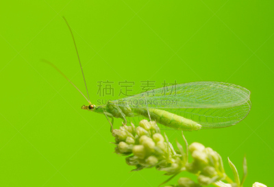 大特写,绿色草蜻蛉,留白,无脊椎动物,水平画幅,绿色,无人,动物身体部位,节肢动物,翅膀