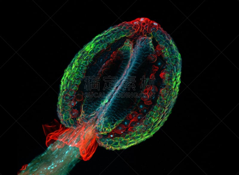 雄蕊,自然,细胞核,水平画幅,无人,科学,实验室,激光扫描共焦显微图,植物细胞,植物