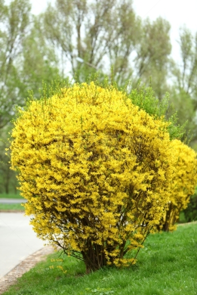 早晨,灌木,叶子,连翘属植物,绿色,春天,黄色,自然美,花头,公告信息