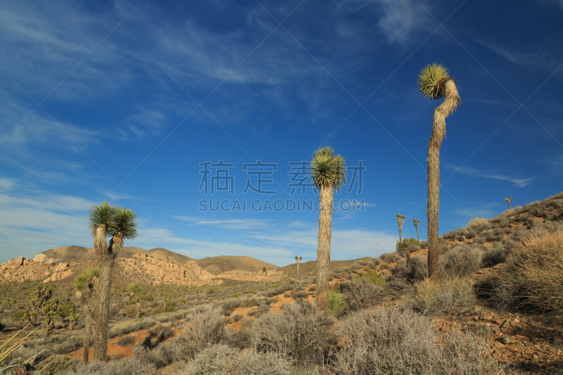 约书亚树,天空,水平画幅,山,无人,户外,彩色图片,丝兰,美国,绿色