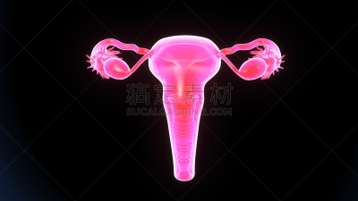 人体结构,绘画插图,三维图形,女性生殖系统,输卵管,卵巢,子宫颈,骨盆,妇科检查,人体子宫