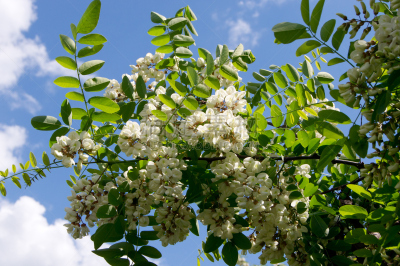 蝗虫,洋槐,黑色,自然,人造的,水平画幅,无人,花序,夏天,特写