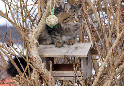 猫,挪威森林猫,动物冲锋,野猫,小鸟笼,水平画幅,进行中,鸟类,风险,户外