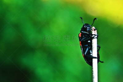 甲虫,大黄蜂,雷蒙,水平画幅,无人,2015年,动物,枝,农业,户外