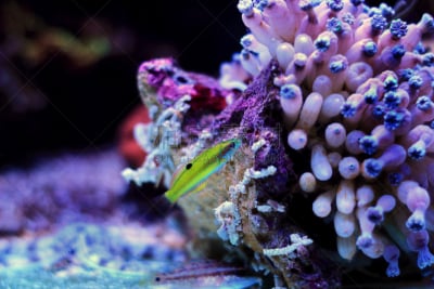 濑鱼,鱼类,地中海,孔雀,绿色,水,艺术,水平画幅,形状,月亮