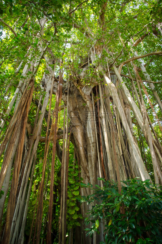 菩提树,鸡尾酒,旅途,过去,厚的,热带气候,moreton bay fig,哭树木,树干,植物