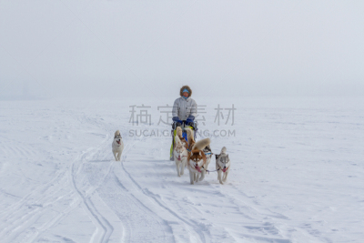 雪,动物雪车,冬天,狗拉雪橇驾驶员,在之后,女人,赛狗比赛,活力,动物拉雪橇比赛,可爱的