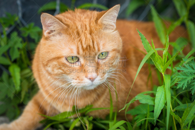 踮着脚尖,猫,草,动物扑击,悄悄接近猎物,公园,水平画幅,无人,夏天,户外