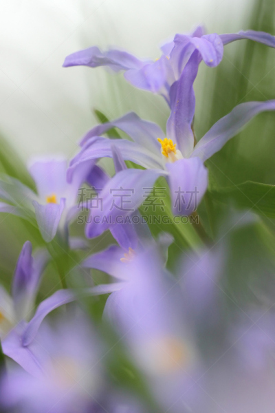 小的,雪,宏伟,蓝盆花,四萼齿草,自然,垂直画幅,图像,温带的花,自然美