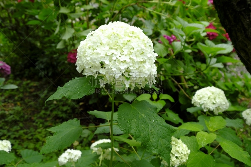 片山,八仙花属,京都府,日本,美,京都市,雨,水平画幅,无人,夏天