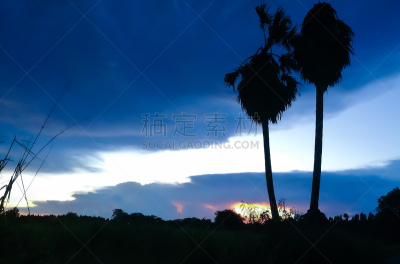 棕榈树,甘蔗,天空,美,水平画幅,云,无人,夏天,户外,光