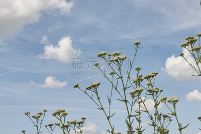 西洋蓍草,天空,美,水平画幅,无人,夏天,户外,完美,白色,田地