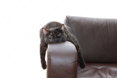 猫,宿醉,疲劳的,过分地消耗精力,幽默,多余,动物,沙发,沮丧,头痛