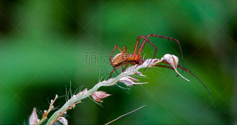 仅一朵花,蜘蛛网,健神露,猎蜘蛛,淡红色颈白鹭,蟹蛛,褐色,水平画幅,爪子,动物身体部位