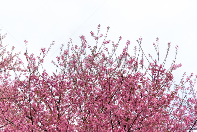 Wild Himalayan Cherry (Sakura) or Wild Himalayan tree. Beautiful Pink Flowers in north of Thailand