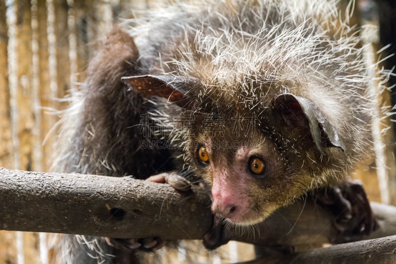 aye-aye,塔纳岛,塔那那利佛,动物手指,美,水平画幅,夜晚,动物学,动物身体部位,热带雨林