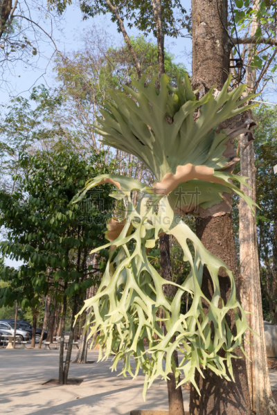 水龙骨科,自然,垂直画幅,无人,小册子,热带雨林,户外,生物学,deer fern,有角的