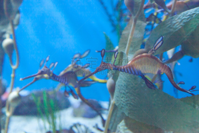长海龙,自然,鱼缸,水族馆,透明,人工饲养动物,生活方式,图像,海洋,海龙