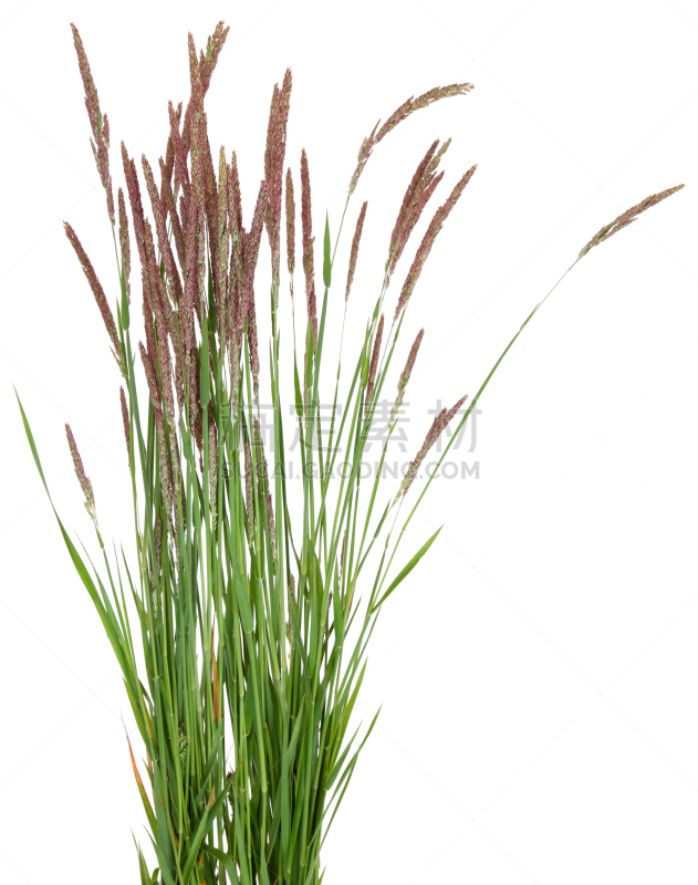 草,白色背景,背景分离,陆地,植物,垂直画幅,草坪,行动,生长,摄影