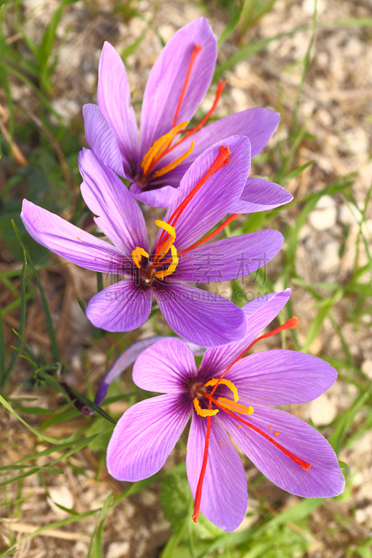 藏红花,田地,仅一朵花,自然,垂直画幅,草地,秋天,无人,香料,生长