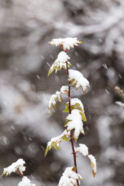 叶子,灌木丛,雪,冰冻酸奶,哈萨克斯坦,垂直画幅,图像,枝,无人,背景